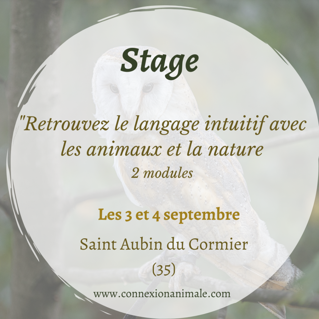 Stage intuition communication animaux
