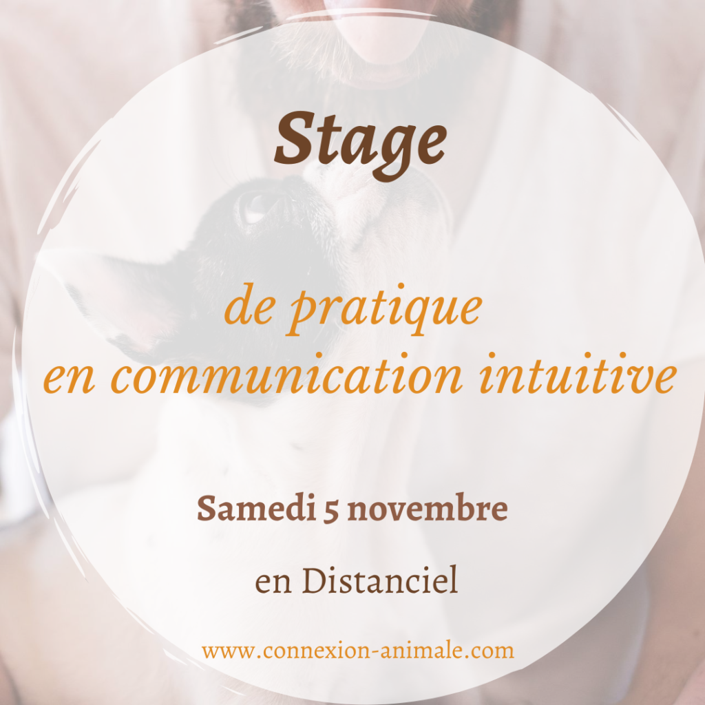 Stage communication animale