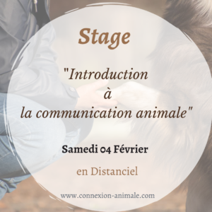 communication stage distanciel animaux