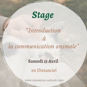 Stage formation communication animale zoom distanciel