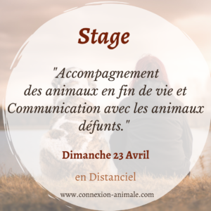Stage formation communication animal défunt mort