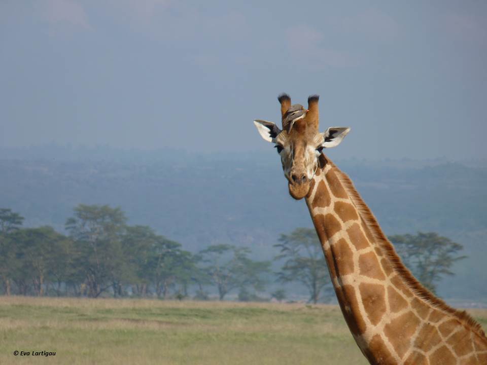 girafe-fb