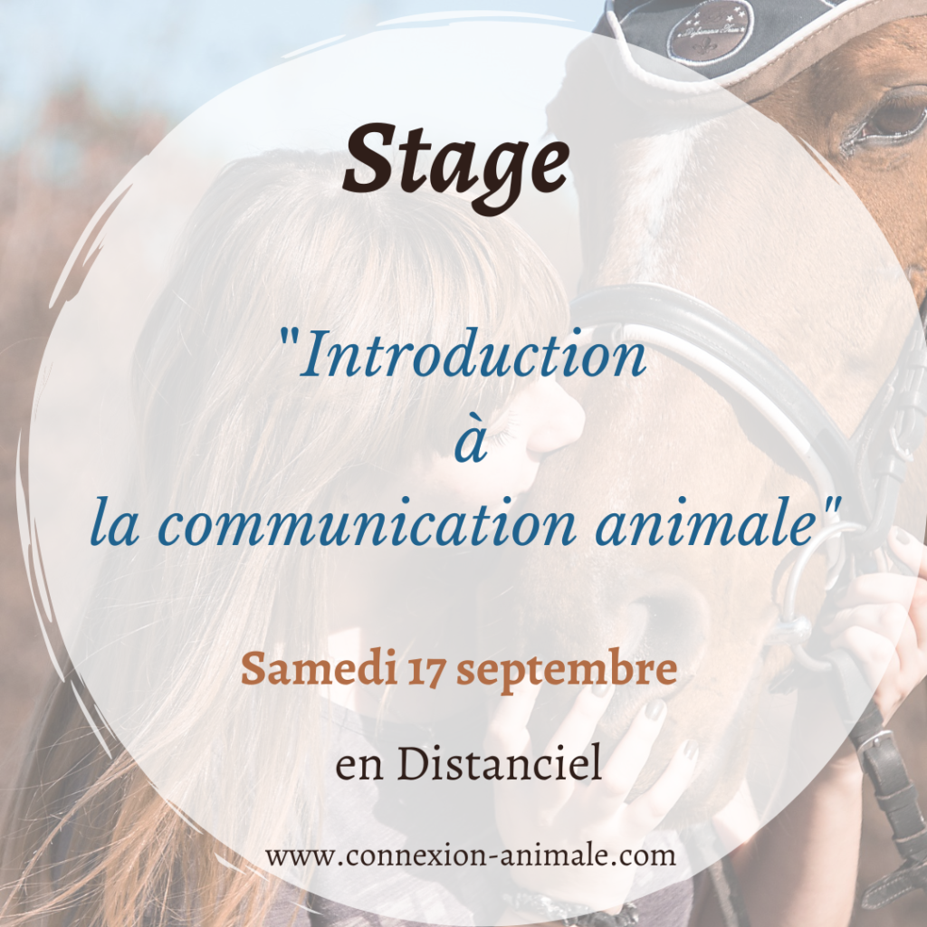 Stage communication animale