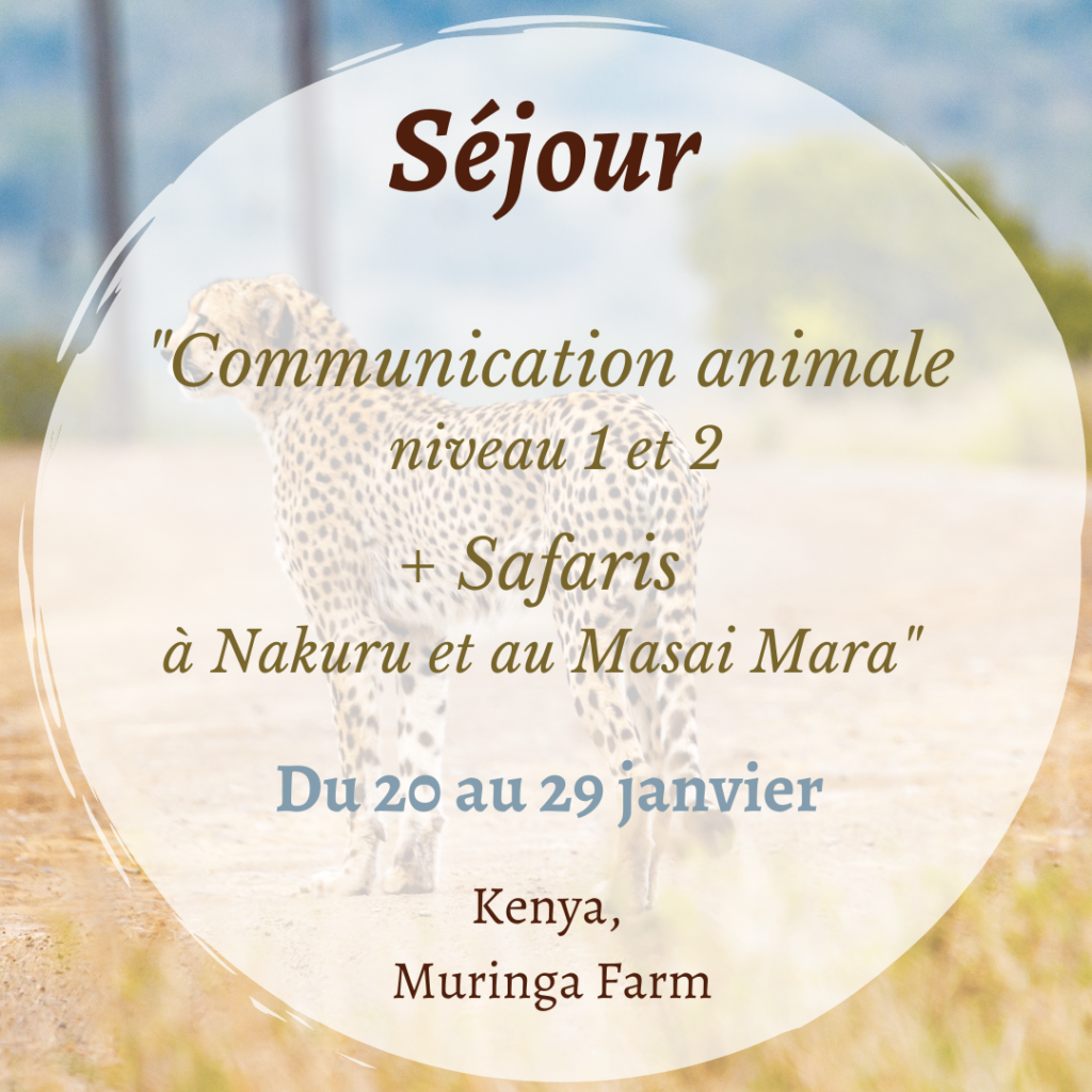 kenya stage communication animale