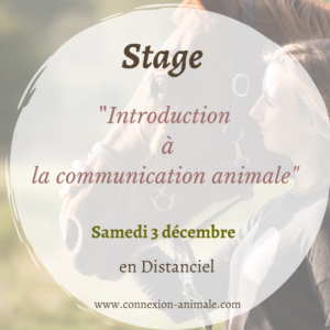 Stage communication animale initiation