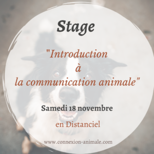 stage communication animale zoom