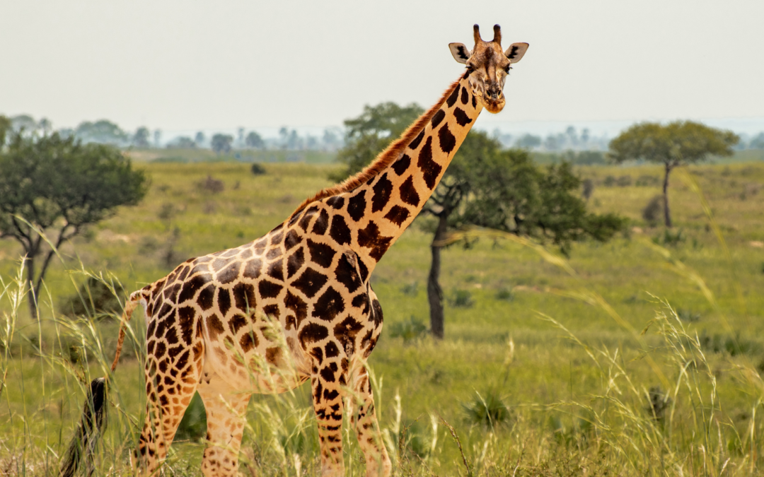 Communication avec une Girafe