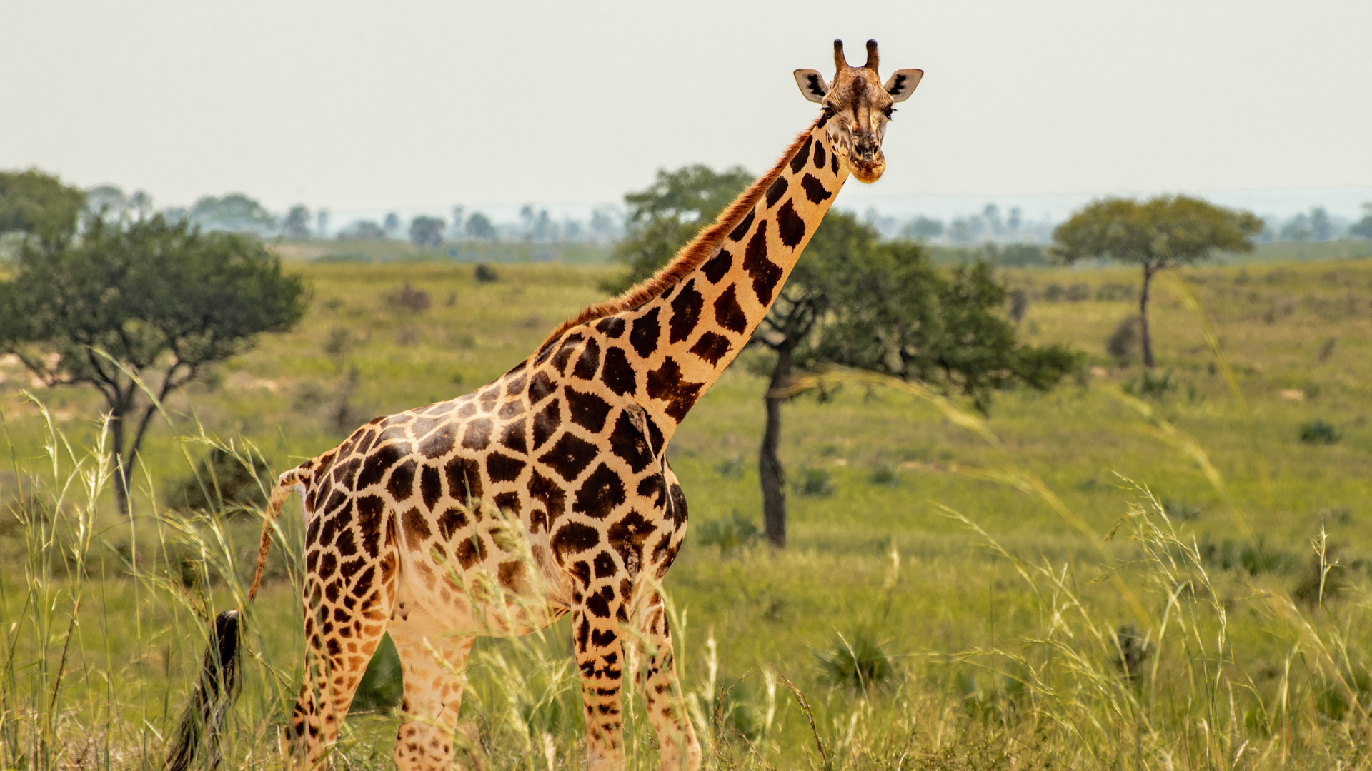 Communication avec une Girafe