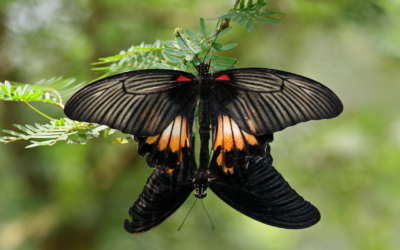 Communication avec un Papillon