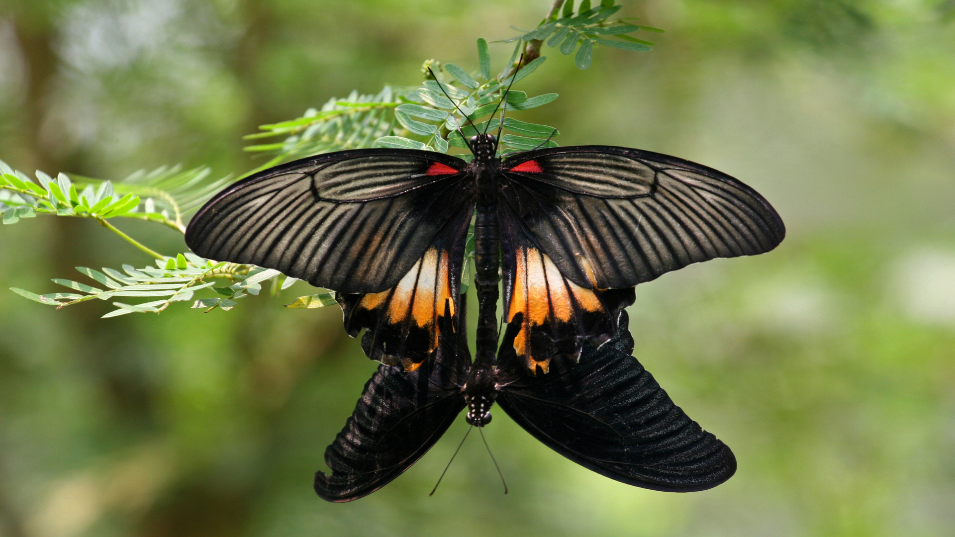 Communication avec un Papillon