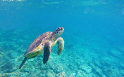 Communication avec une tortue de mer