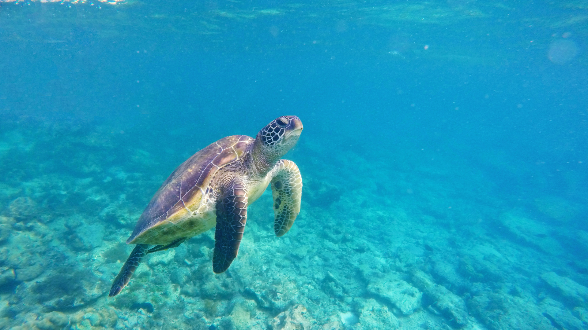 Communication avec une tortue de mer