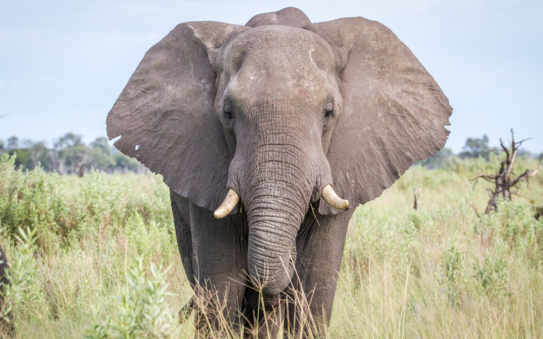 Communication avec un Éléphant