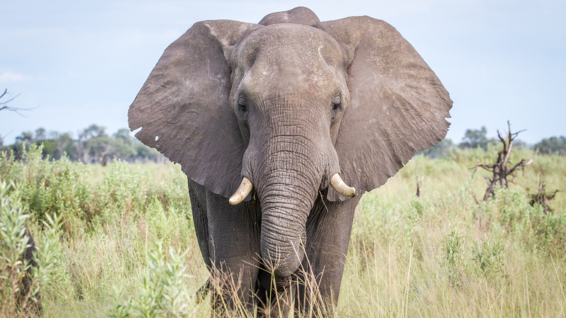 Communication avec un Éléphant