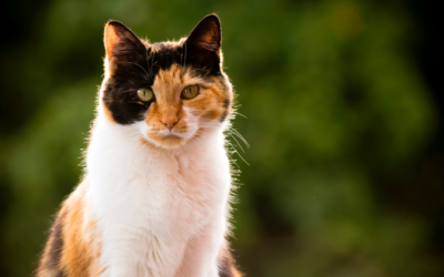 S’Honorer et rester humble: Message d’un chat