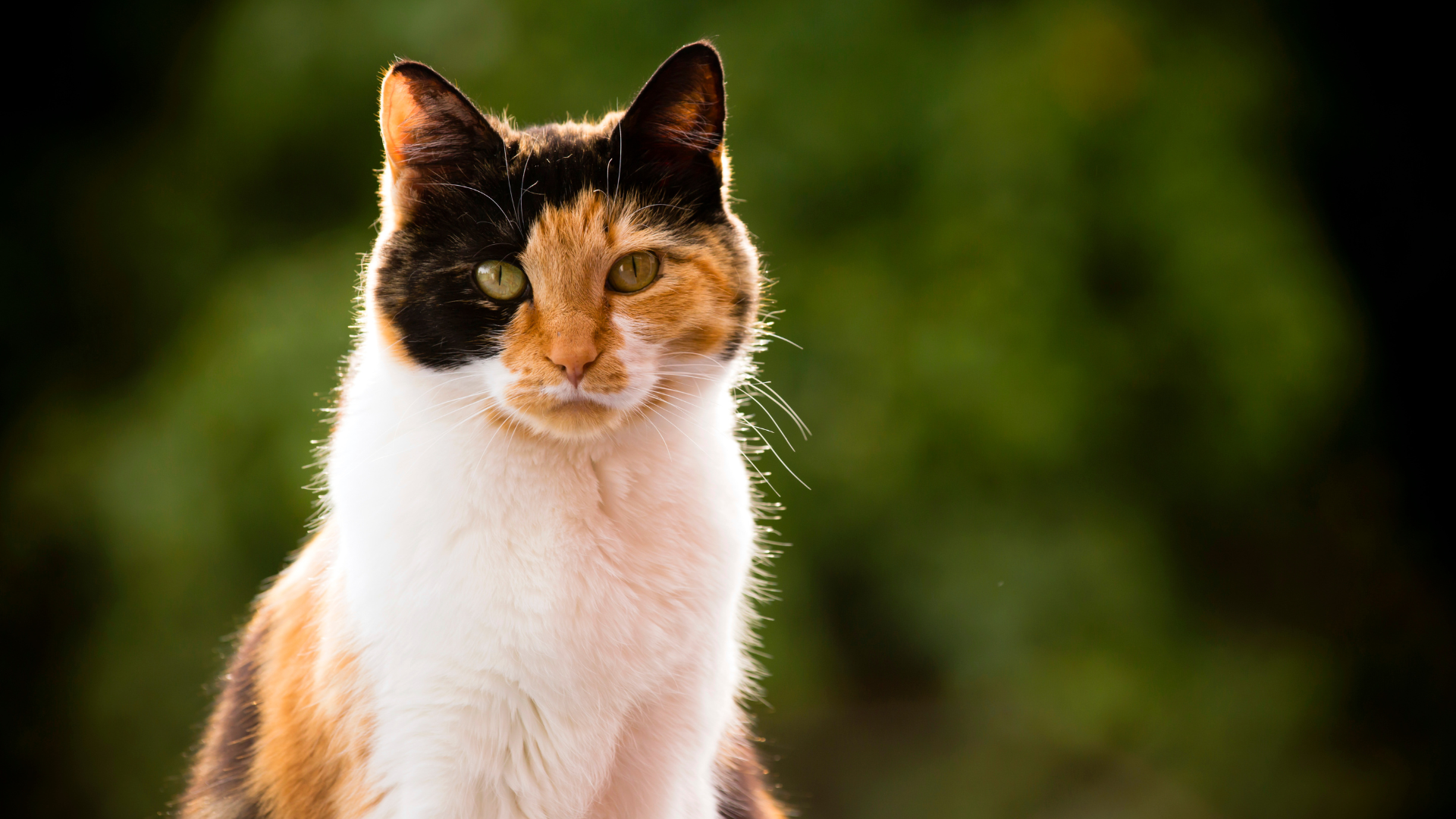 S'Honorer et rester humble: Message d'un chat