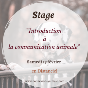 Stage formation communication animale