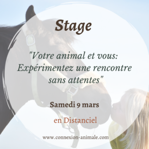 stage formation animaux rencontre intuition