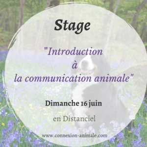 Stage communication animale distanciel