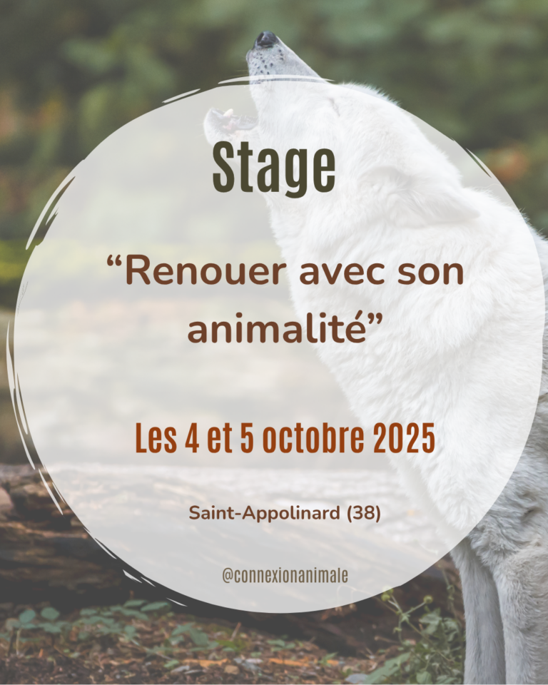 stage communication animalité mouvement