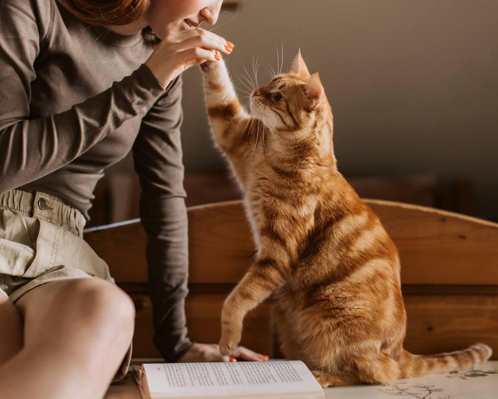 Stage "votre animal et vous" Stage "votre animal et vous"
