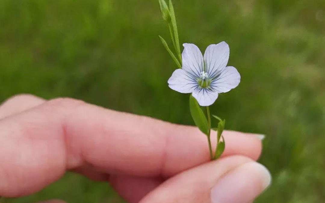 Les plantes comme alliées