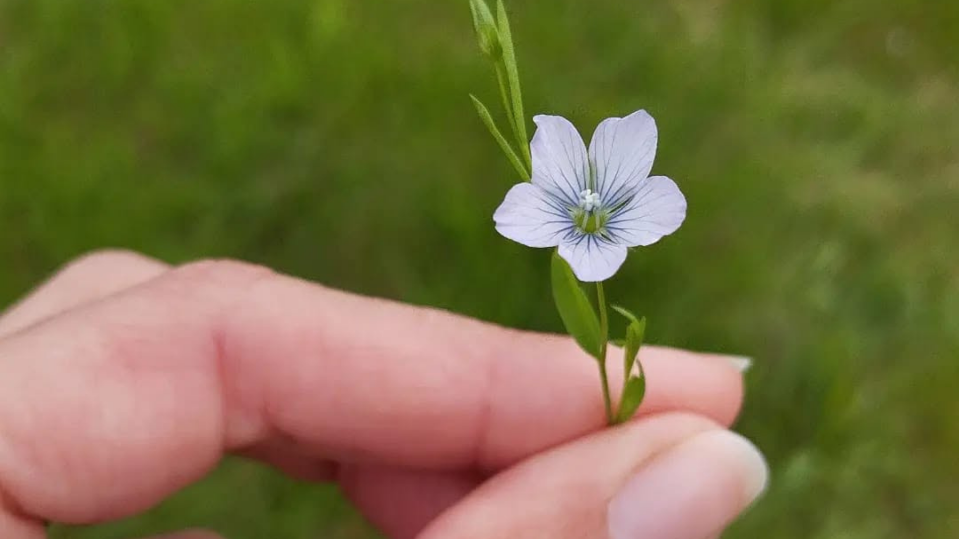 Les plantes comme alliées