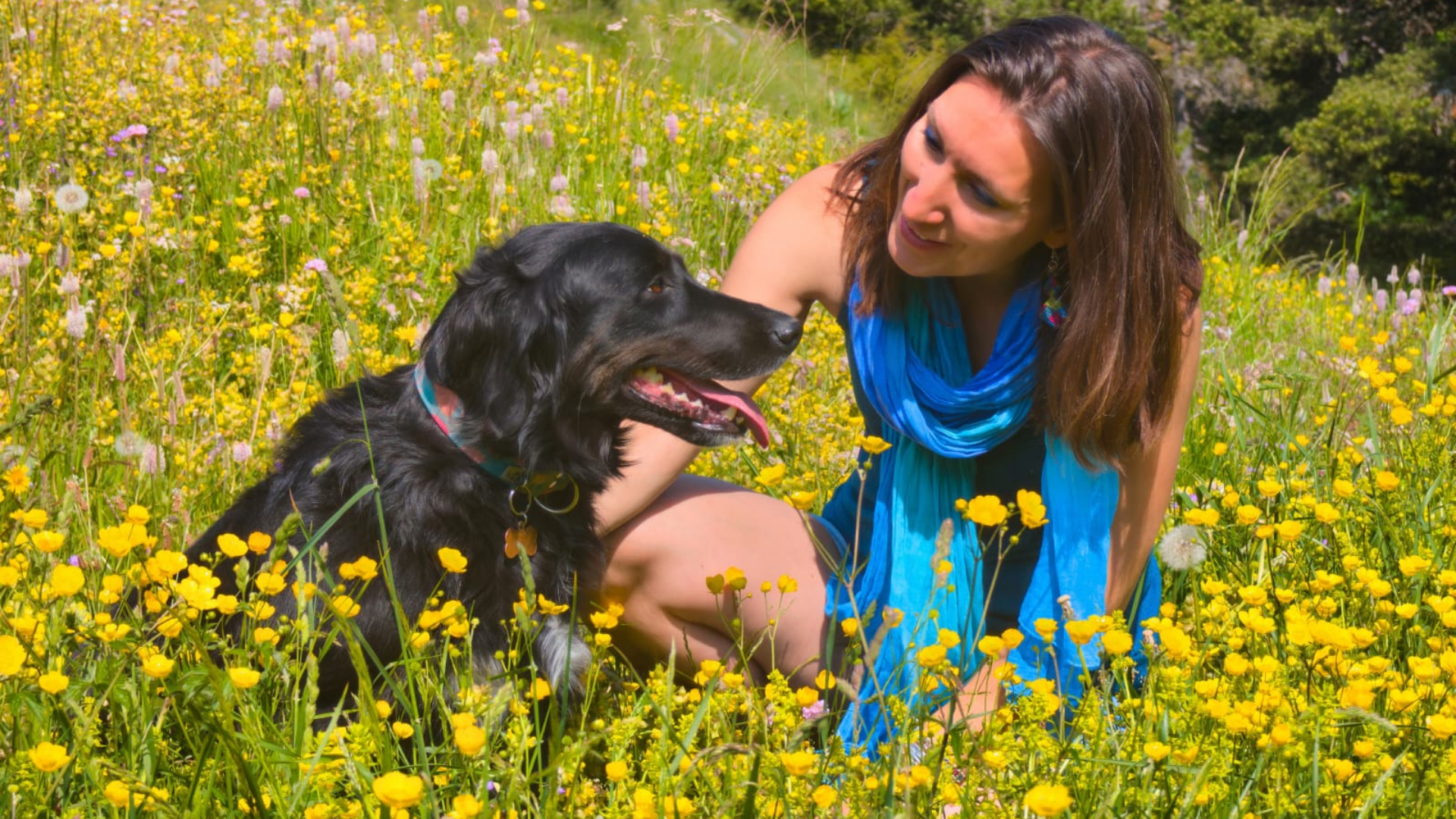 Établir une relation saine et équilibrée avec un chien demande d’abandonner la lutte de pouvoir.